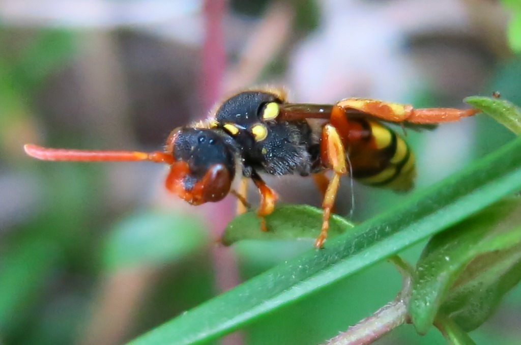 Nomada cfr fucata, femmina   (Apidae)