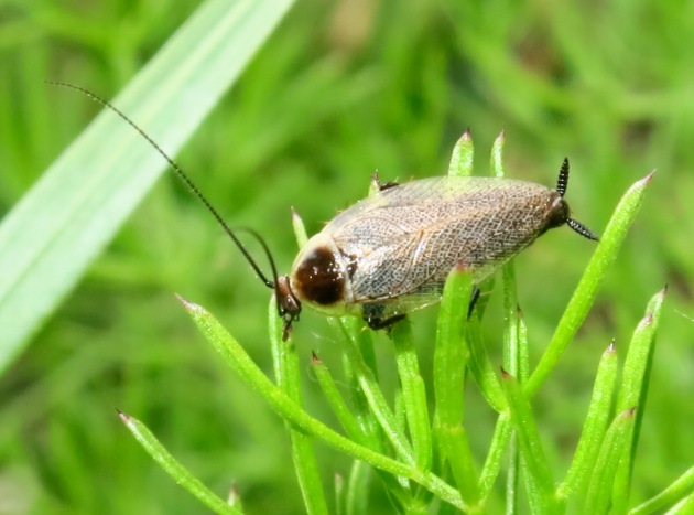 Blattellidae - Ectobius sylvestris?