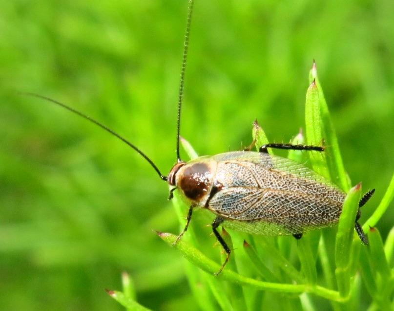 Blattellidae - Ectobius sylvestris?