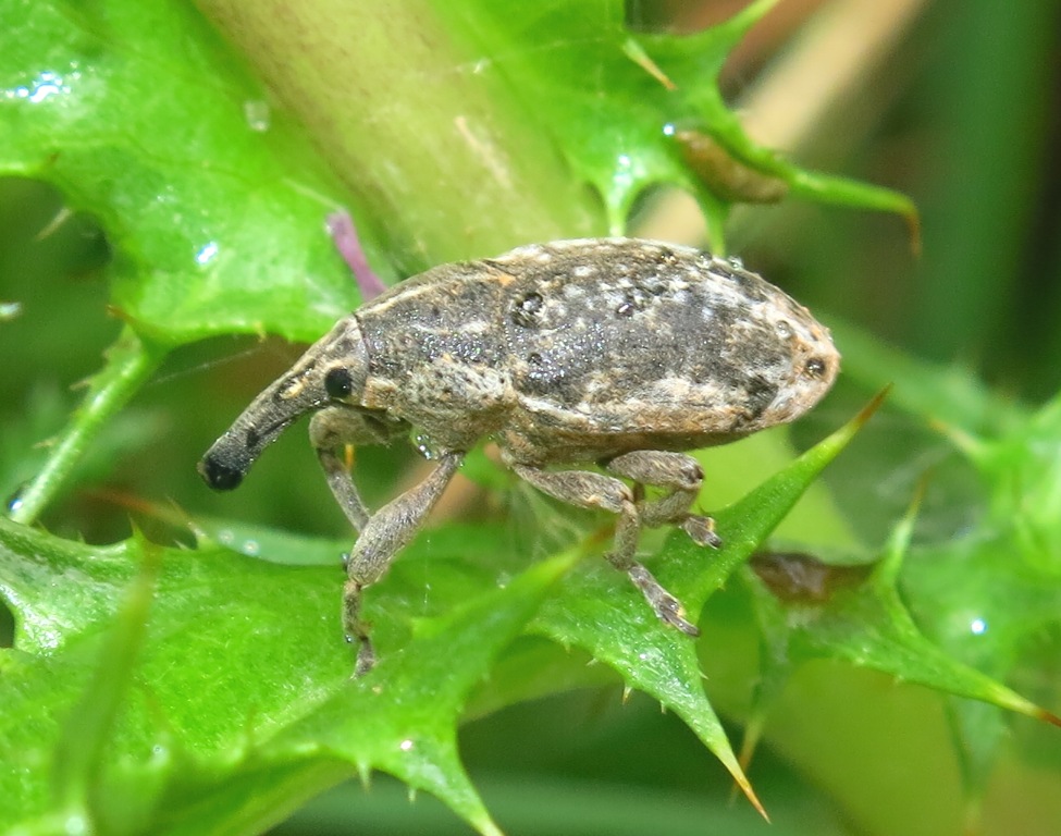 Curculionidae da determinare? Larinus carinirostris (cf.)