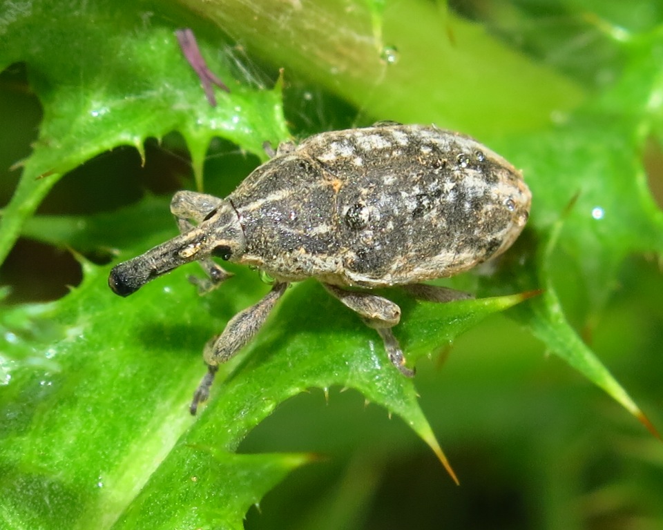 Curculionidae da determinare? Larinus carinirostris (cf.)
