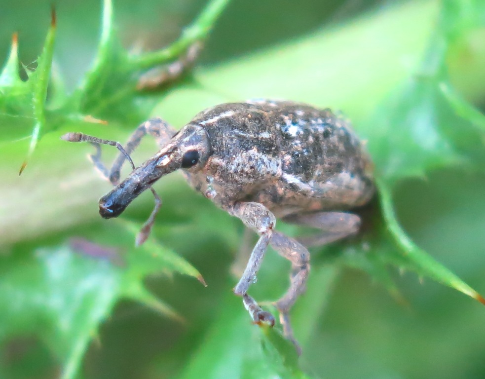 Curculionidae da determinare? Larinus carinirostris (cf.)