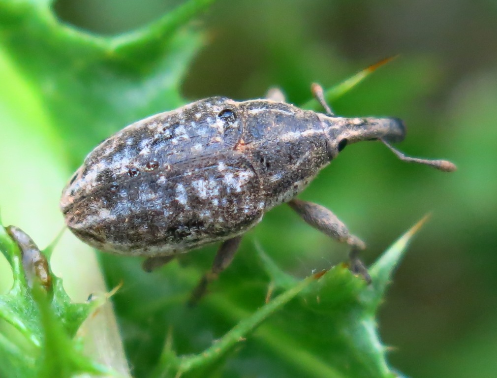 Curculionidae da determinare? Larinus carinirostris (cf.)