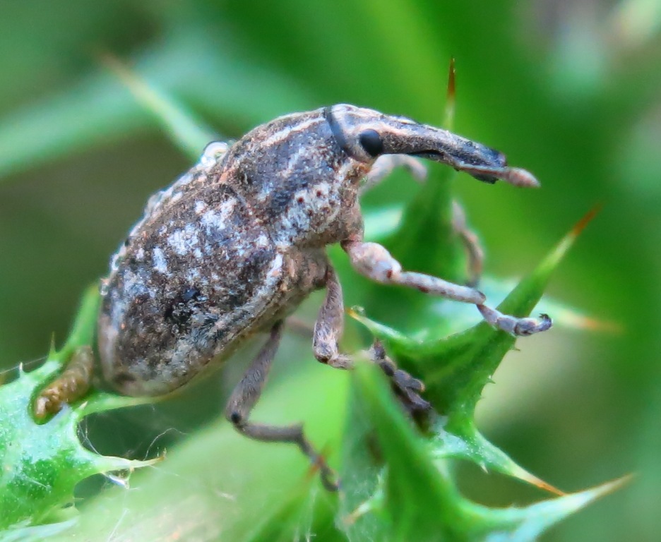 Curculionidae da determinare? Larinus carinirostris (cf.)