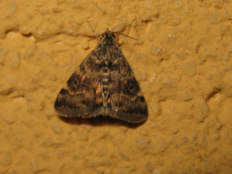 Crambidae da determinare?