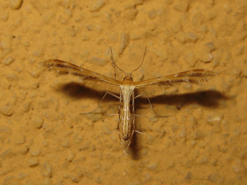 Pterophotidae da identificare?