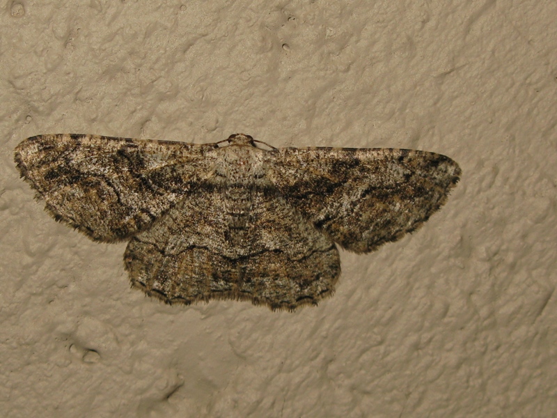 Geometridae n� boh da determinare?