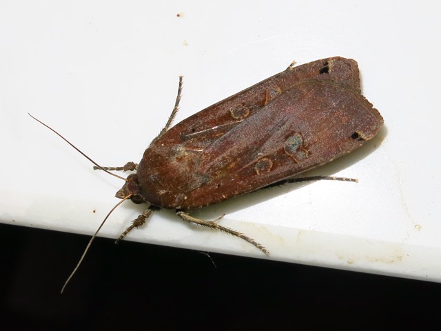 Noctuidae da determinare? - Noctua pronuba