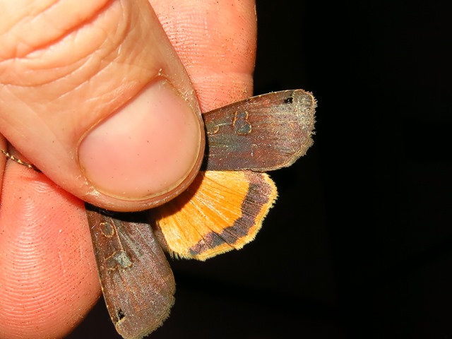 Noctuidae da determinare? - Noctua pronuba