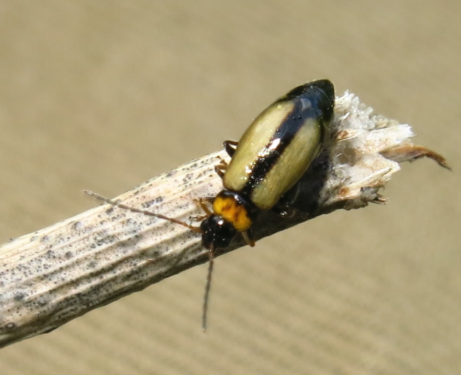Calomicrus circumfusus (Chrysomelidae)
