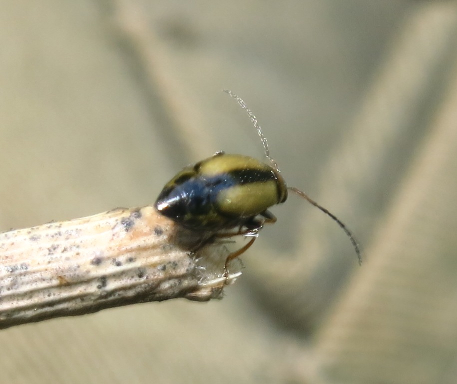 Calomicrus circumfusus (Chrysomelidae)