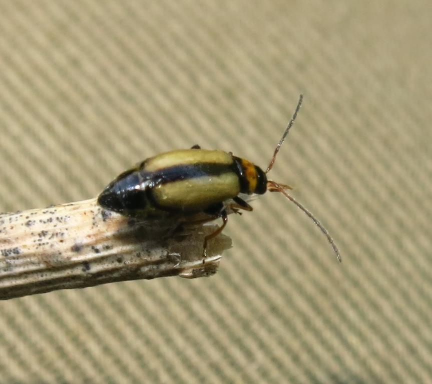 Calomicrus circumfusus (Chrysomelidae)