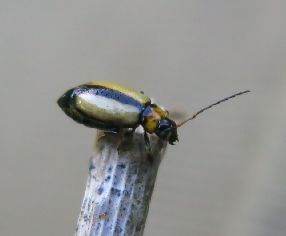 Calomicrus circumfusus (Chrysomelidae)