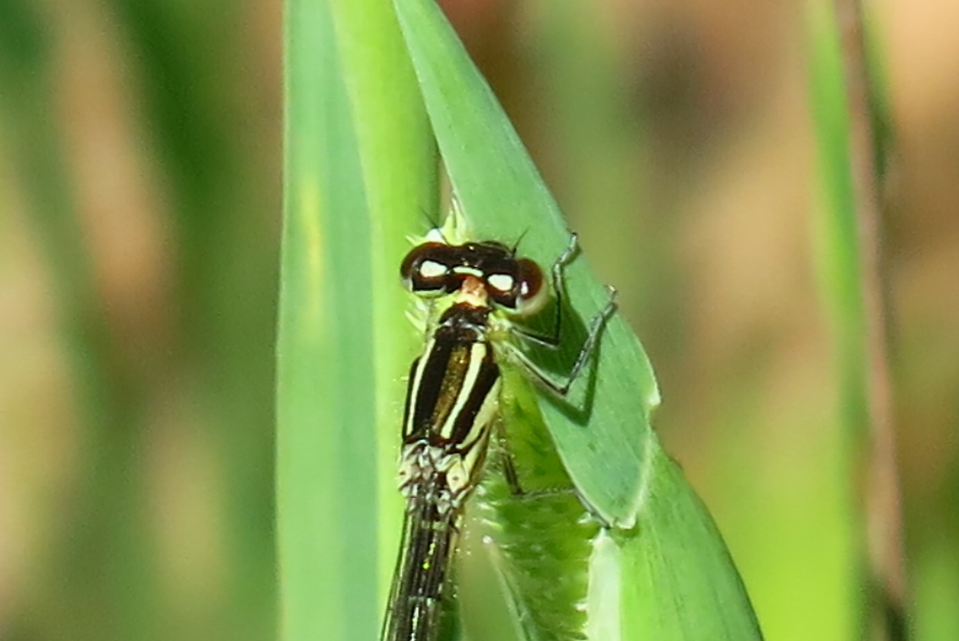 libellula da identificare?