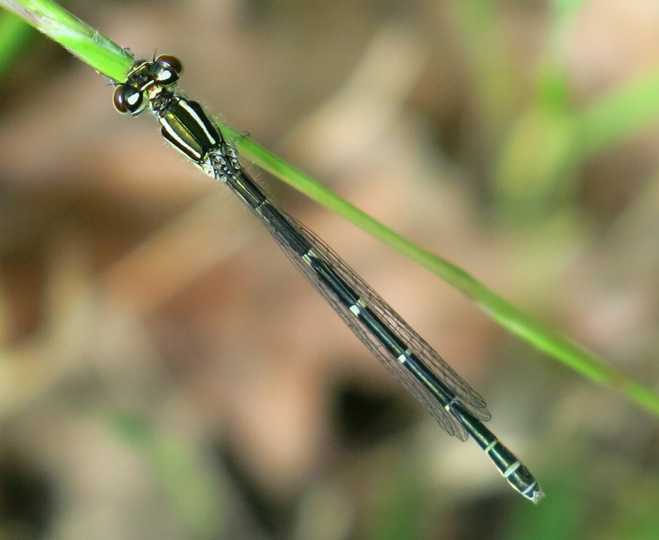 libellula da identificare?