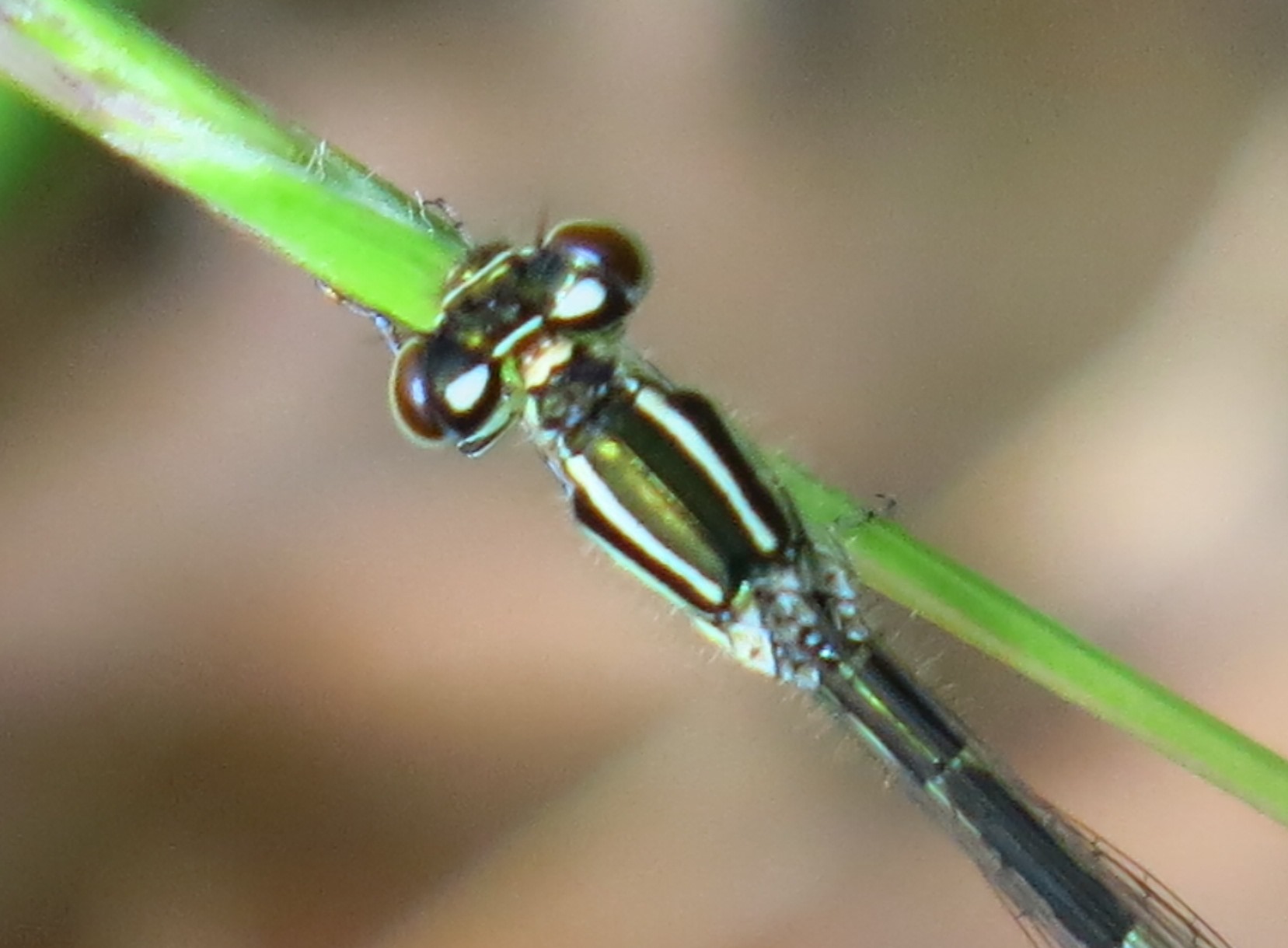 libellula da identificare?