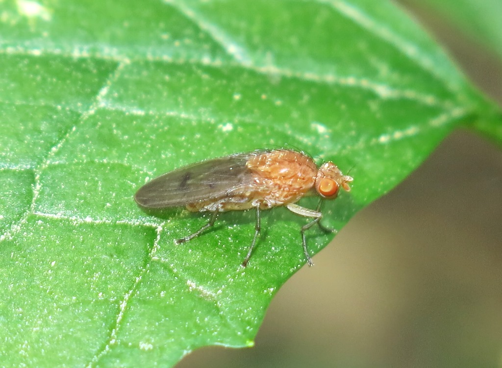 Heleomyzidae - Suillia sp.