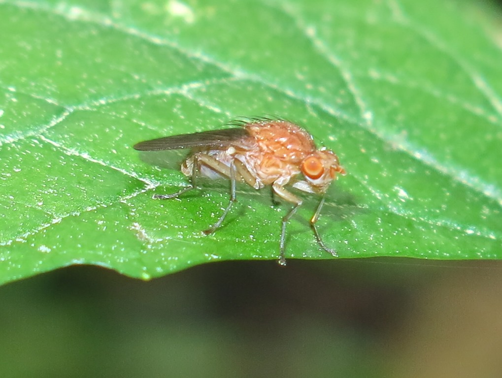 Heleomyzidae - Suillia sp.