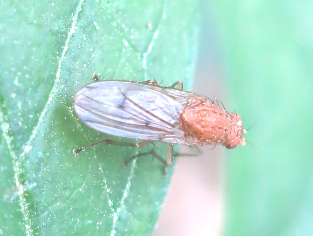 Heleomyzidae - Suillia sp.