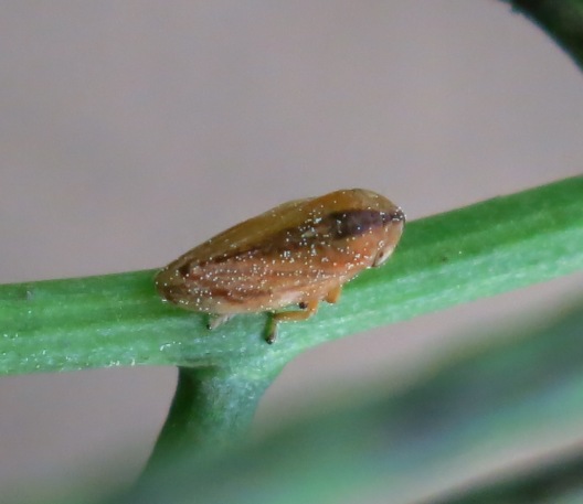 Philaenus spumarius f. vittata - Lazio