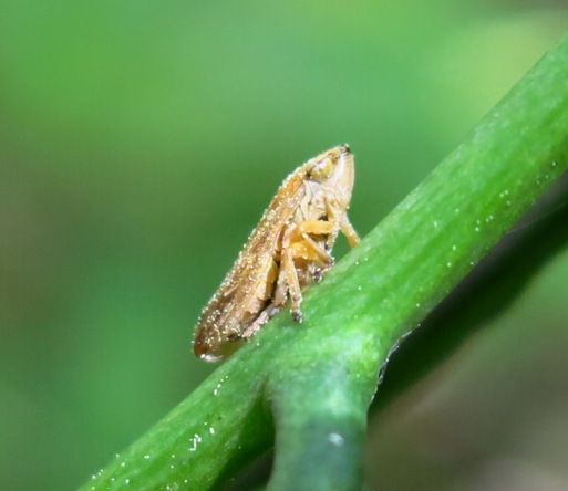 Philaenus spumarius f. vittata - Lazio