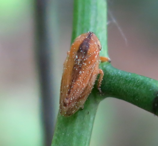 Philaenus spumarius f. vittata - Lazio