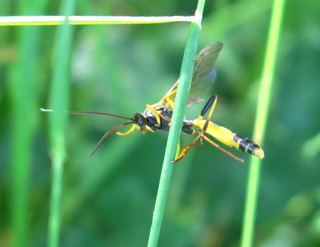 Amblyteles armatorius da conf., Ichneumonidae