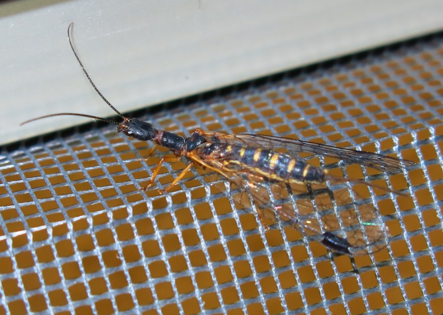 Raphidiidae: femmina di Parainocellia bicolor