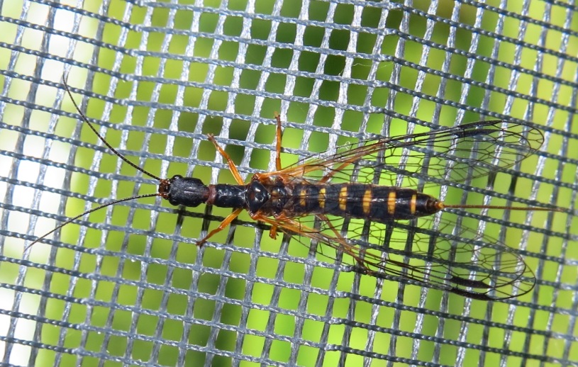 Raphidiidae: femmina di Parainocellia bicolor