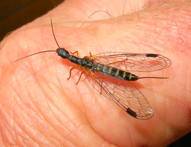 Raphidiidae: femmina di Parainocellia bicolor