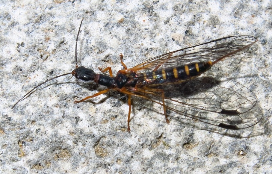 Raphidiidae: femmina di Parainocellia bicolor