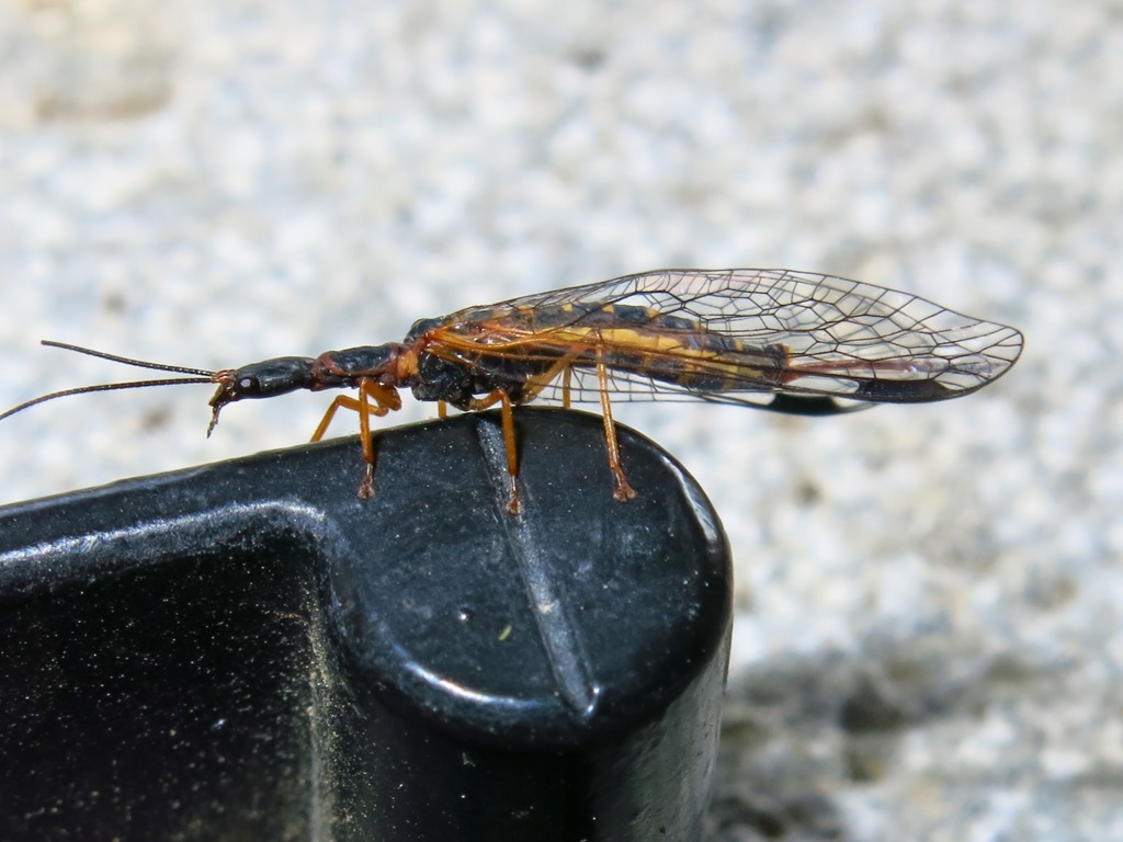 Raphidiidae: femmina di Parainocellia bicolor