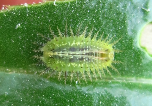 Chrysomelidae - larva Cassida rubiginosa?