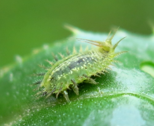 Chrysomelidae - larva Cassida rubiginosa?
