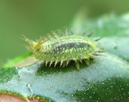Chrysomelidae - larva Cassida rubiginosa?