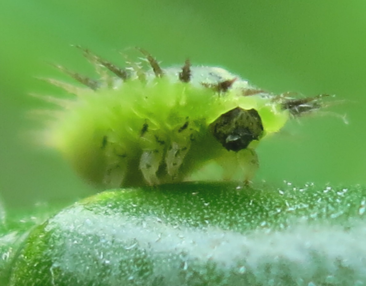 Chrysomelidae - larva Cassida rubiginosa?