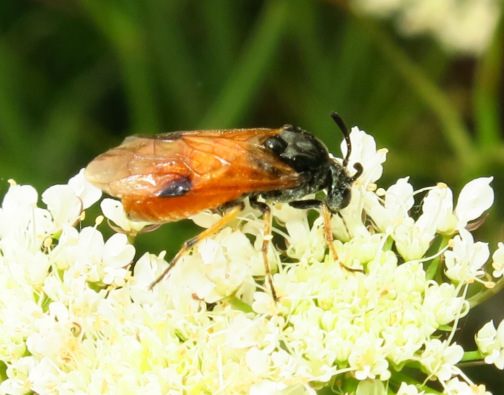 Arge melanochroa