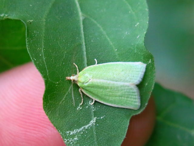 Nolidae ? Tortrix viridana (Tortricidae)