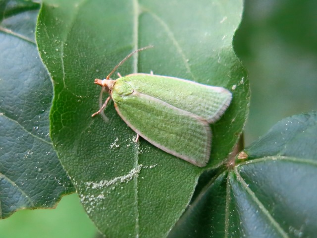 Nolidae ? Tortrix viridana (Tortricidae)