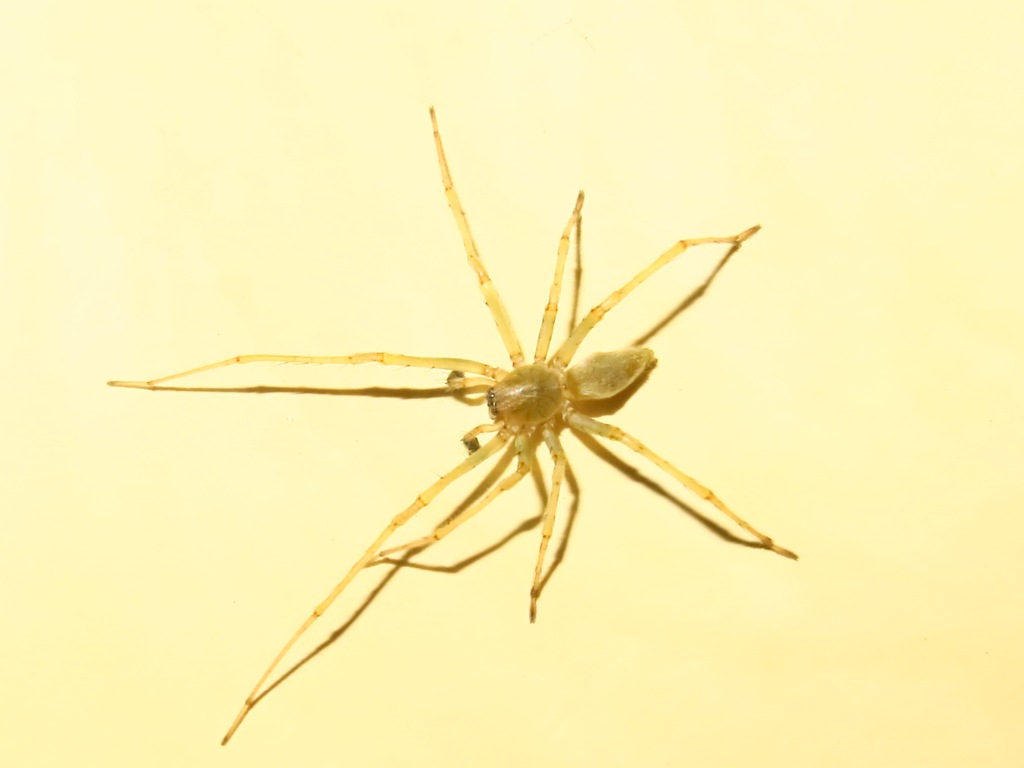 Cheiracanthium mildei - Acquapendente (VT)