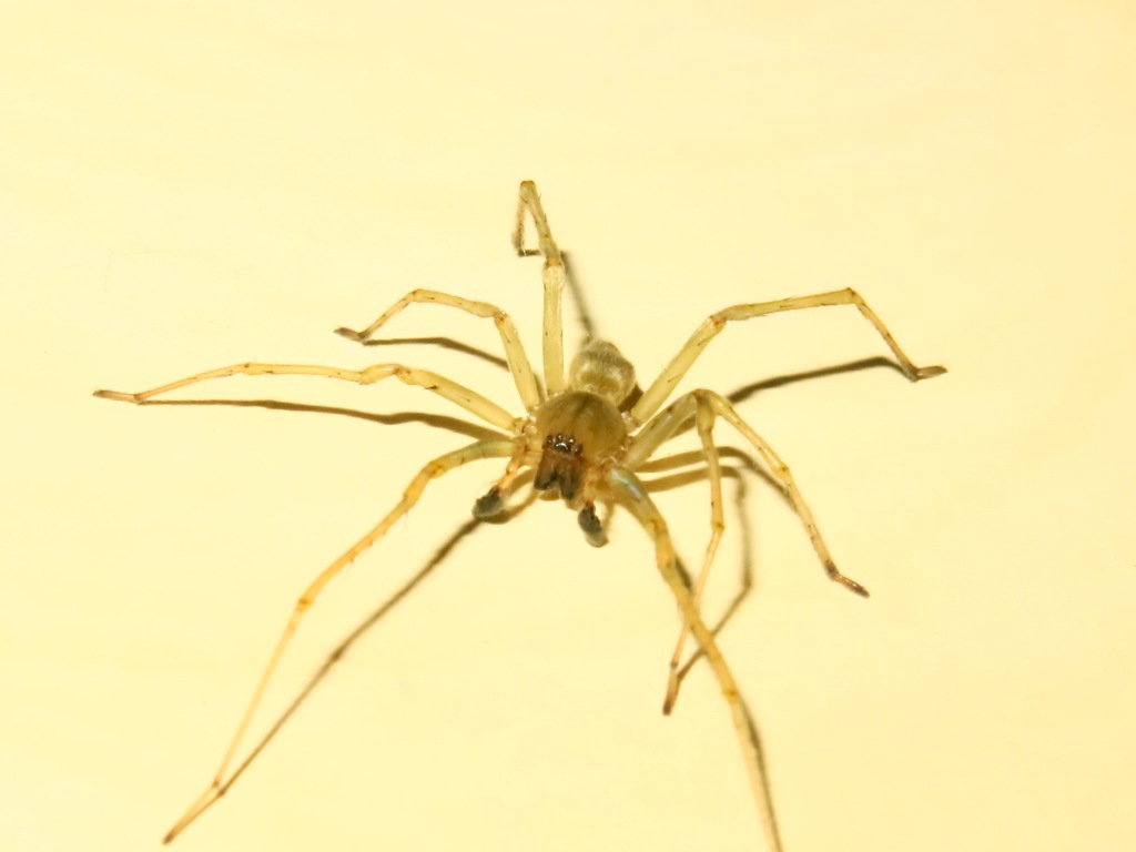 Cheiracanthium mildei - Acquapendente (VT)