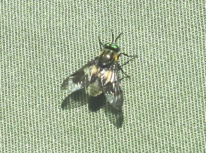 Tabanidae - Chrysops caecutiens