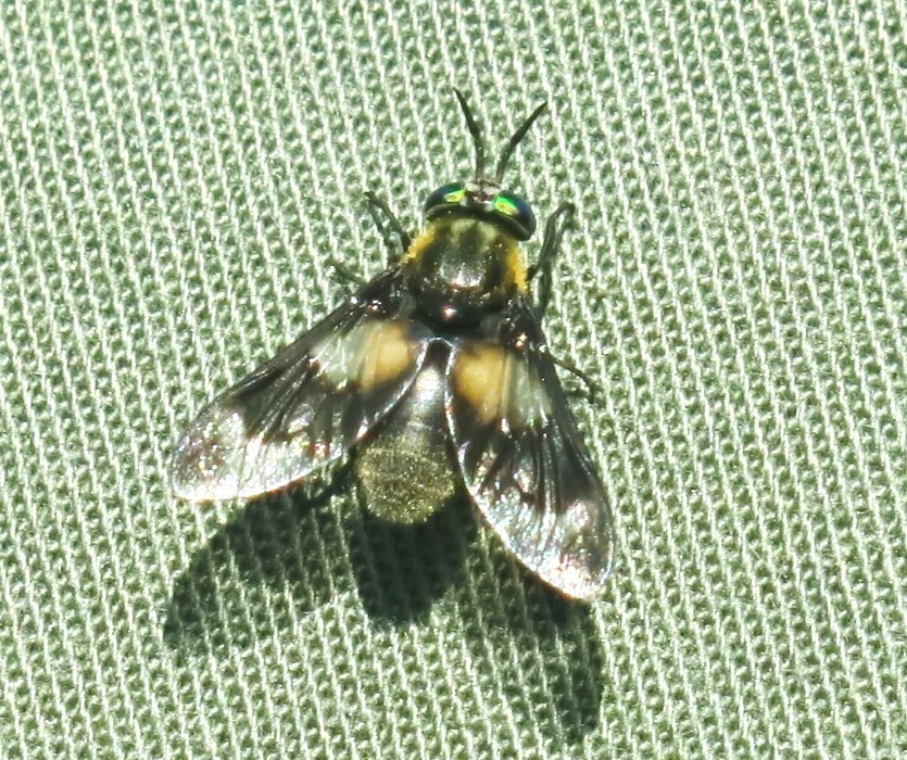 Tabanidae - Chrysops caecutiens