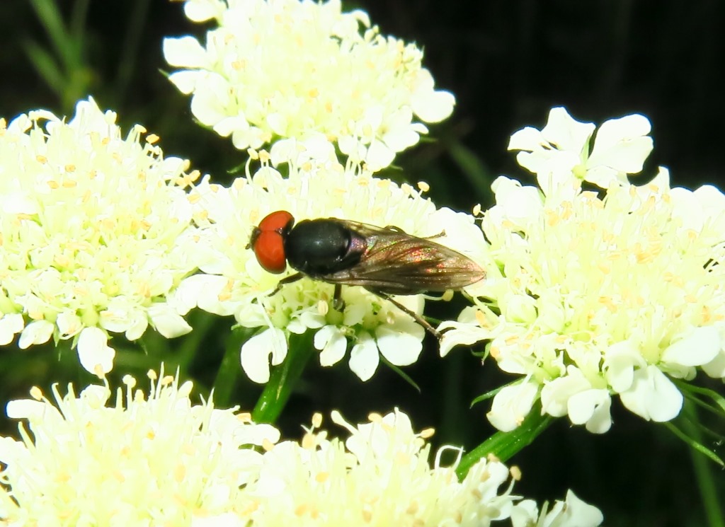 Chrysogaster solstitialis (Syrphidae)