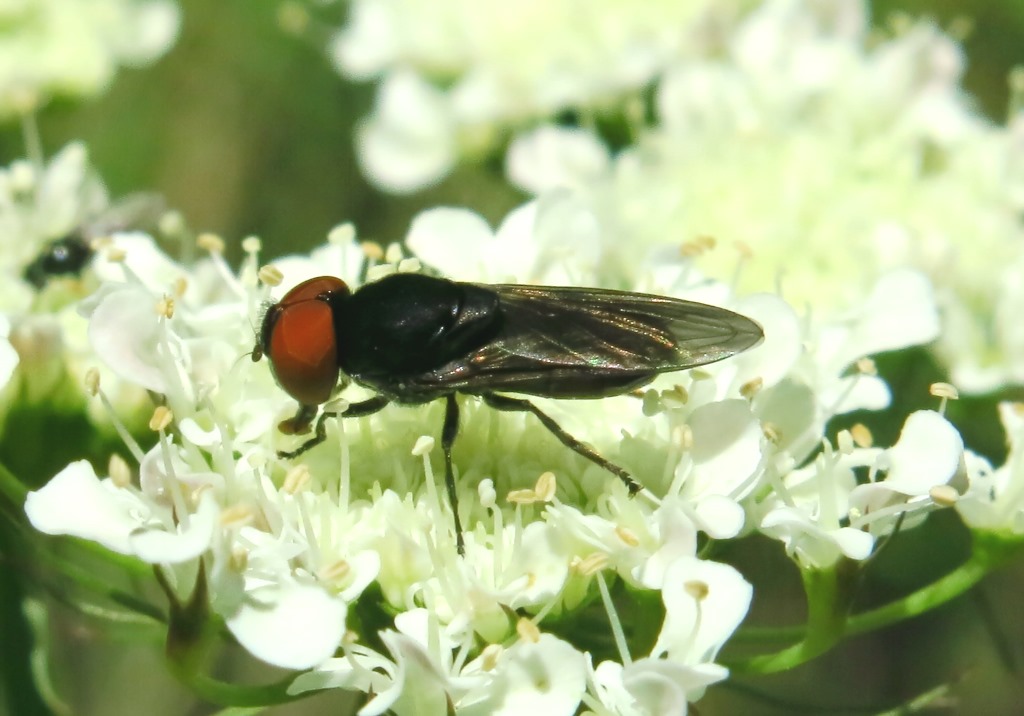 Chrysogaster solstitialis (Syrphidae)