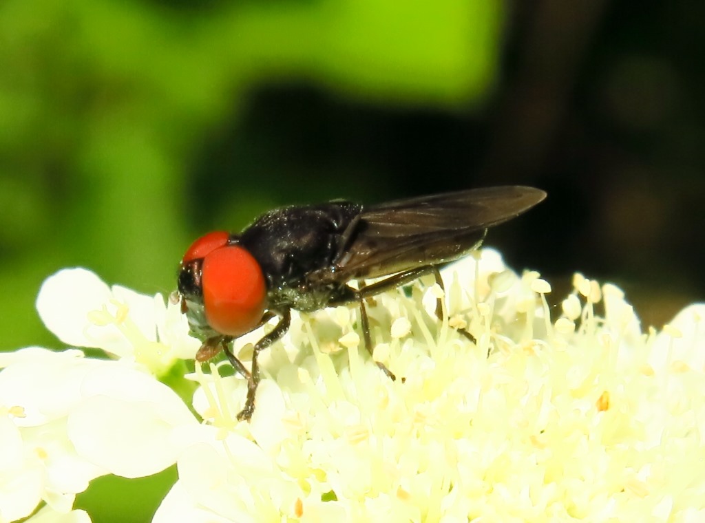Chrysogaster solstitialis (Syrphidae)