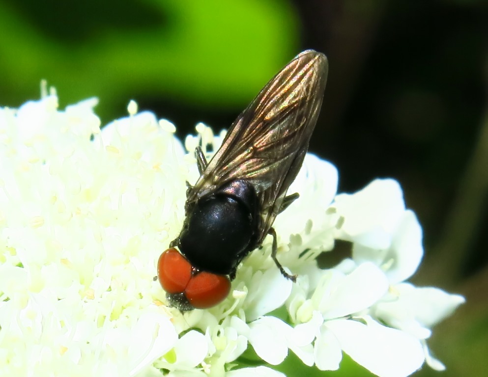 Chrysogaster solstitialis (Syrphidae)
