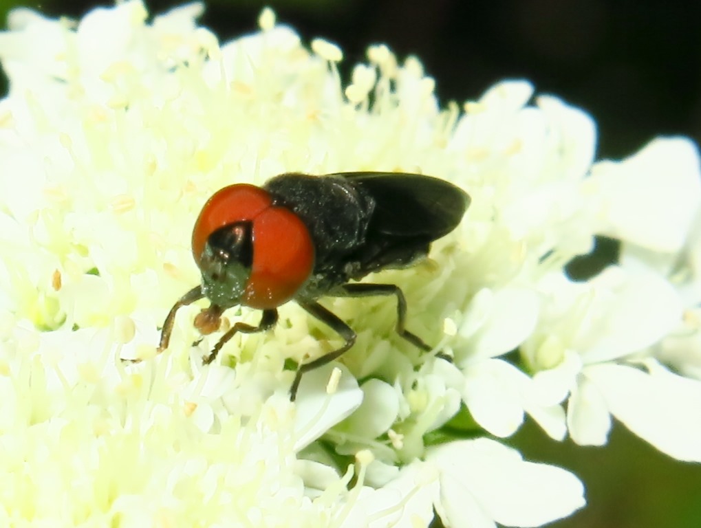 Chrysogaster solstitialis (Syrphidae)