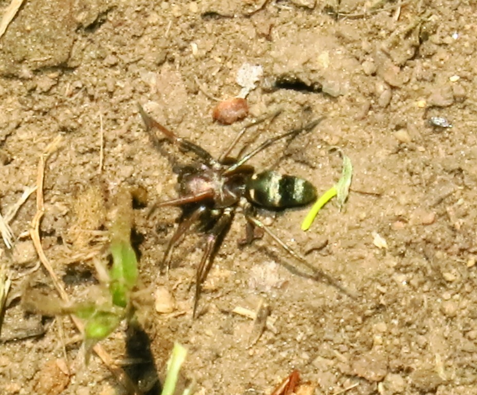 Micaria sp. - Acquapendente (VT)