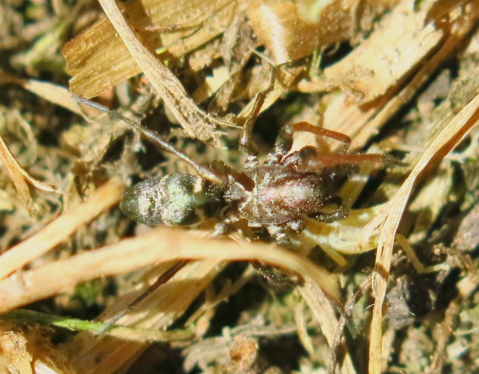 Micaria sp. - Acquapendente (VT)